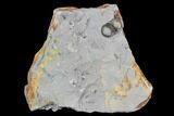 Bumastus Ioxus Trilobite - New York #120103-1
